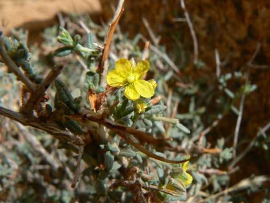 Helianthemum Lippii Seeds, Raqrouq Seeds