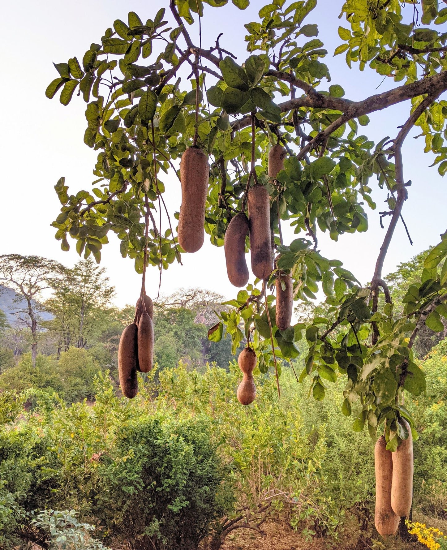 Kigelia africana Seeds, Sausage Tree, African Sausage Tree