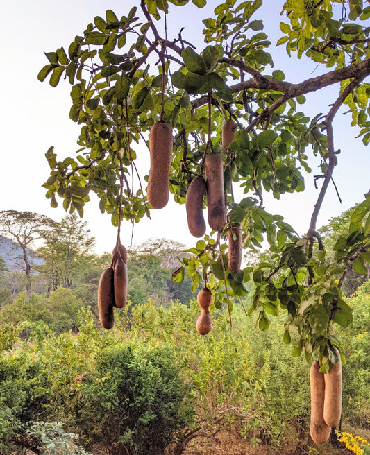 Kigelia africana Seeds, Sausage Tree, African Sausage Tree