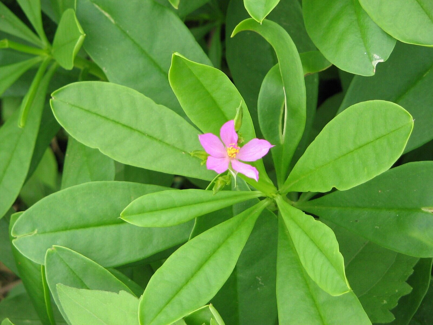 15 Talinum paniculatum Seeds, Jewels of Opar Seeds, Fame Flower Seeds