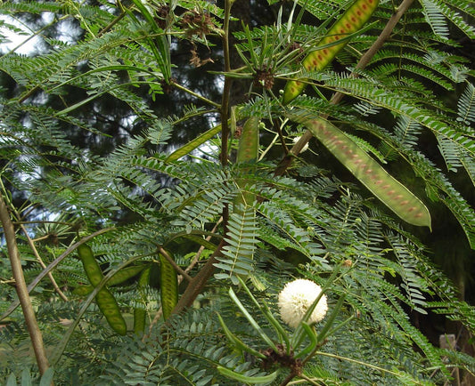 Leucaena trichandra Seeds, Lead Tree,White Popinac Seeds,