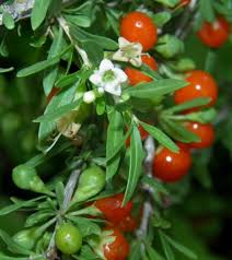 Lycium andersonii Seeds, Water-jacket, Redberry desert-thorn