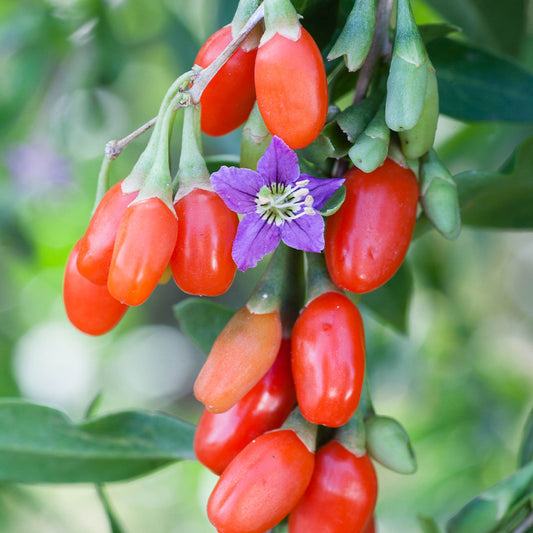 Lycium barbarum Seeds, Wolfberry Seeds, Goji berry Seeds