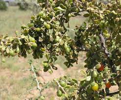 Lycium exsertum Seeds,  Desert Wolfberry Seeds