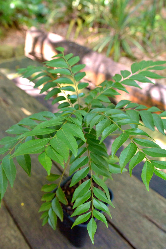 5 Live Murraya koenigii Plants , Indian Curry-Leaf Plants. Seeds,  kari Leaf Plants, With Phytosanitary certificates & Shipping Worldwide