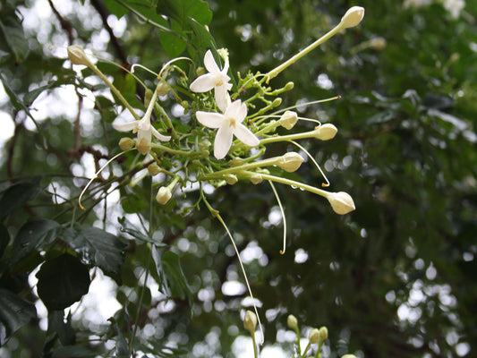 5 Live Millingtonia Hortensis Plants , Tree Jasmine Plants , Indian Cork Tree Plants,With  Phytosanitary certificate