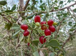 Nitraria retusa Seeds, Nitre bush Seeds