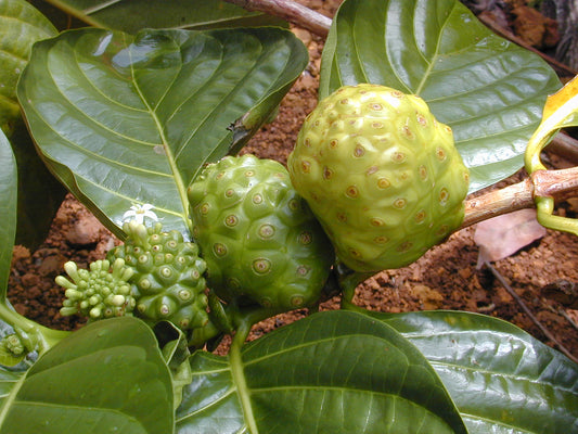 50 Morinda citrifolia Seeds, Noni berry  Seeds