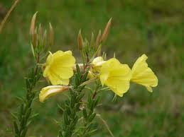 20 Oenothera odorata Seeds, Evening Primrose Seeds