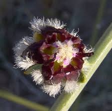 5 Periploca aphylla Seeds, Leafless Silkflower Shrub