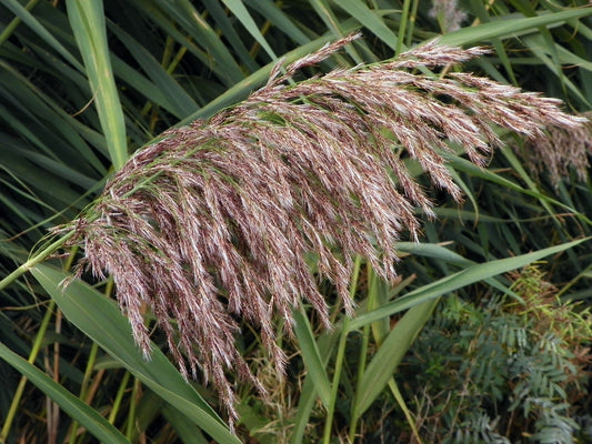 Phragmites australis Seeds, Common reed Seeds, Exotic Grass
