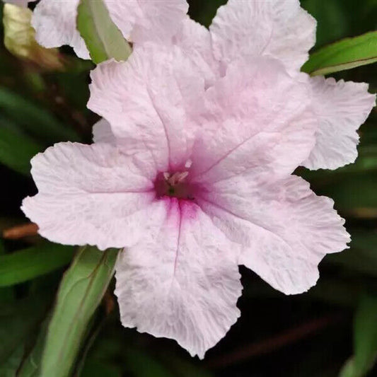 10 Ruellia tweediana Pink Seeds, Mexican petunia Seeds,