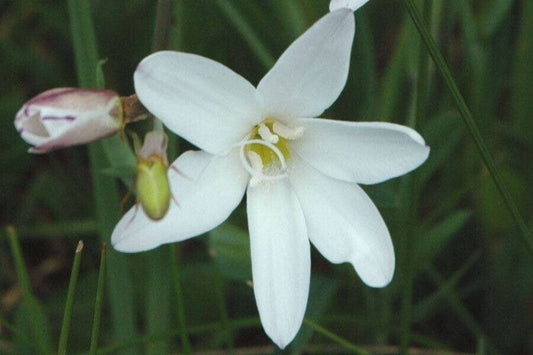 10 Sparaxis bulbifera, Harlequin flower Seeds,Sparaxis Seeds
