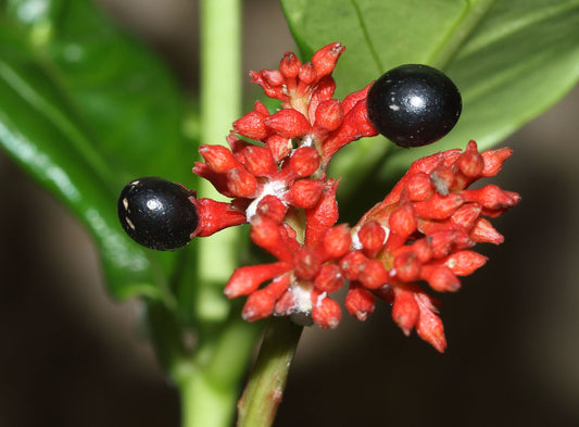 10 Rauvolfia serpentina Live Plants,  Indian snakeroot, Serpentine wood, Sarpagandha Plants, Phytosanitary certificates & Shipping Worldwide