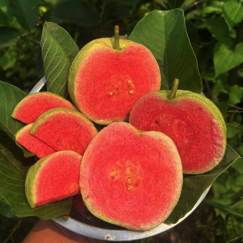 5 Red Diamond Guava Fruit Plants, With Phytosanitary certificate ...