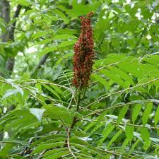 50 Rhus chinensis Seeds , Chinese sumac , Nutgall tree Seeds