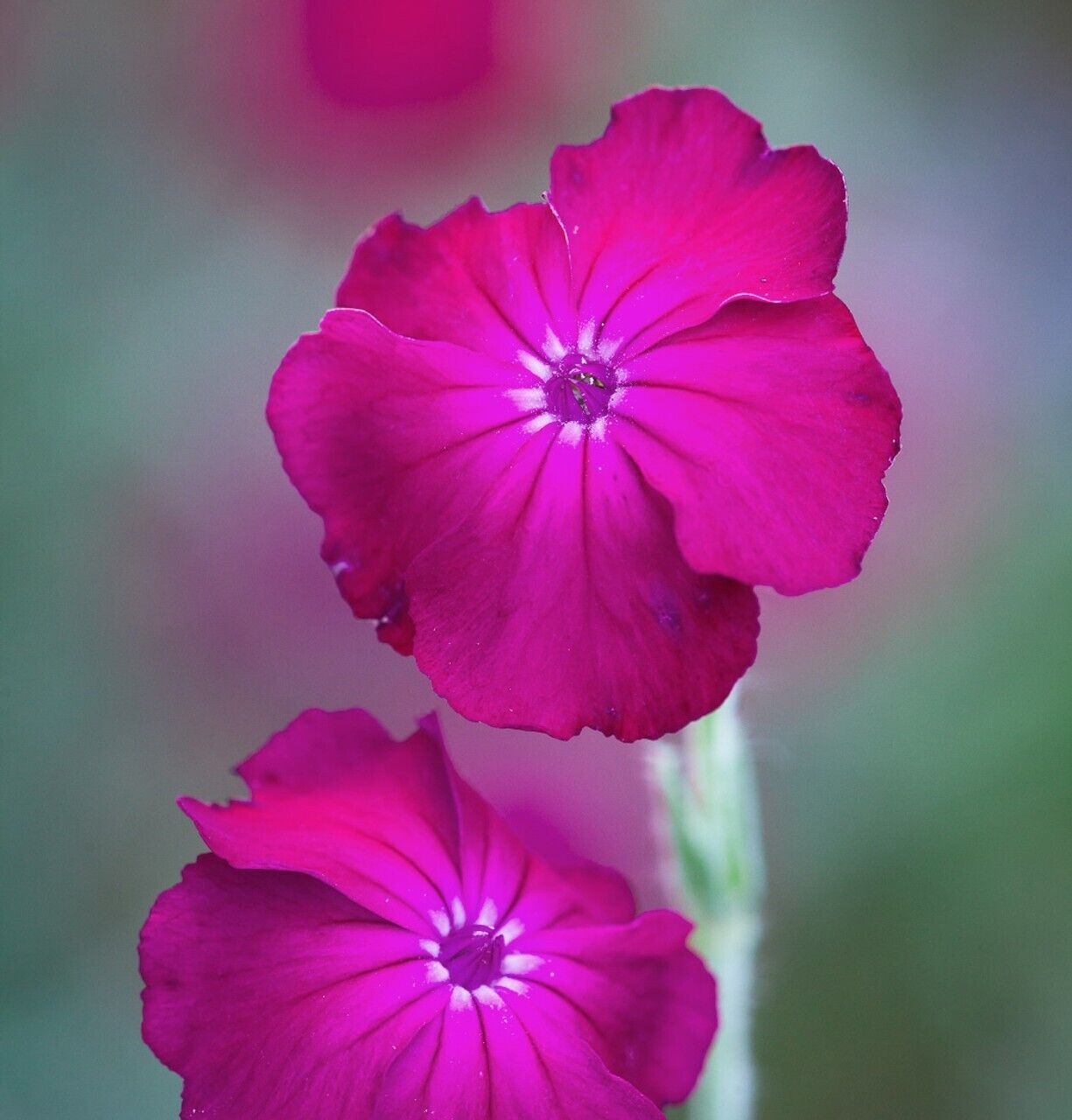 20 Silene coronaria Seeds ,  Rose Campion Seeds