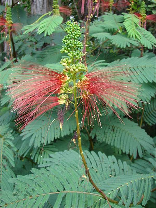 100 Calliandra Calothyrsus Seeds  ,Red Calliandra Seeds