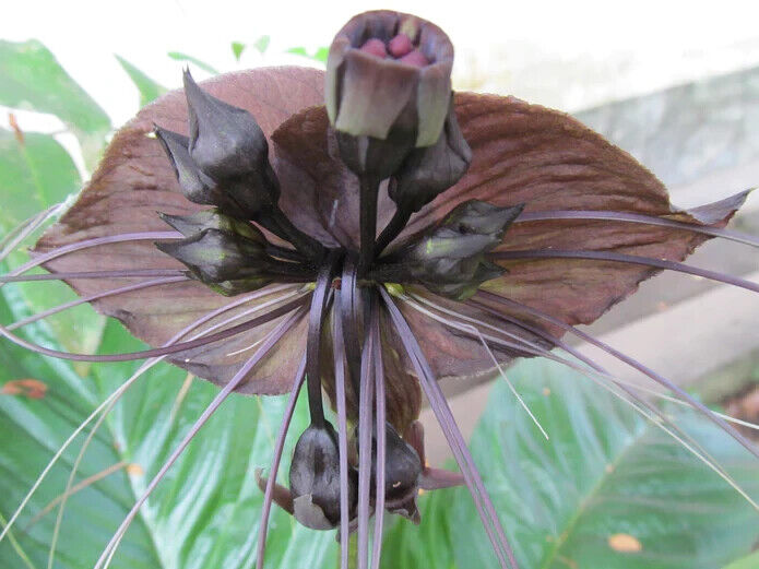 1 Tacca chantrieri Bulb, Bat Flower, Cat's Whiskers, Devil Flower Plant Bulb