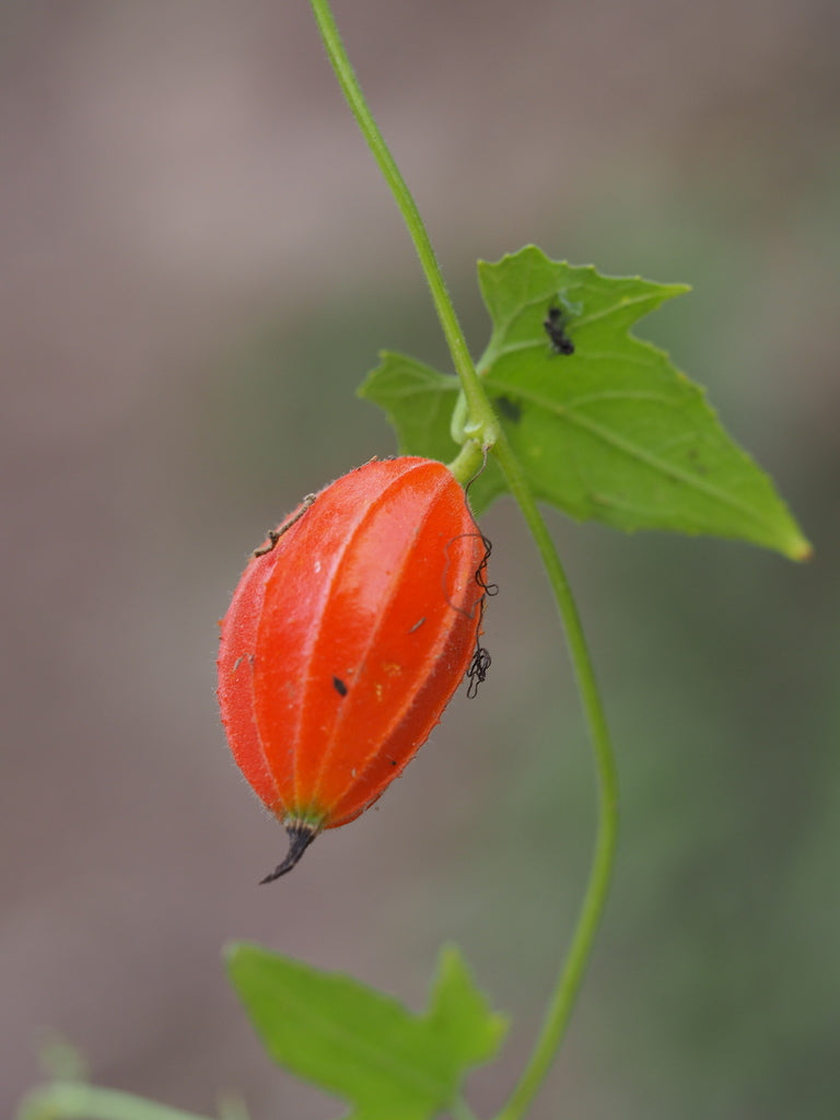 10 Trichosanthes costata Seeds, Ribbed Orange Gourd Seeds