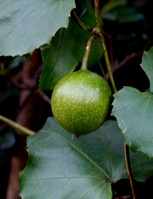 50 Trichosanthes tricuspidata Seeds,  Indrayan  Seeds,  Scarlet creeper Seeds