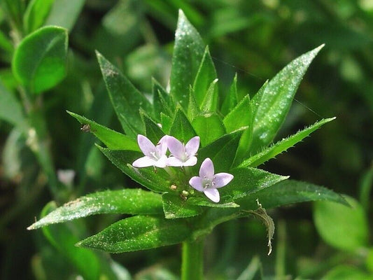 20 Sherardia arvensis  Seeds , Blue Field Madder Seeds