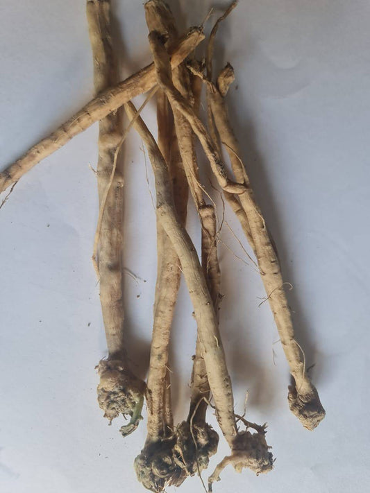 10 Trichosanthes dioica  Live  Rooted  Roots. Pointed gourd Roots, Parwal Roots , With Phytosanitary Certificate - Seedsforgarden (1999-2024 ) .We Ship Seeds & Live Plants Worldwide 