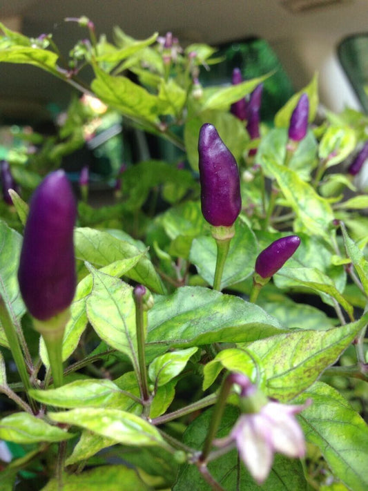 20  Purple Bird Eye Chilli, Purple Kanthari ,Capsicum annuum,Kanthari Mulaku Seed