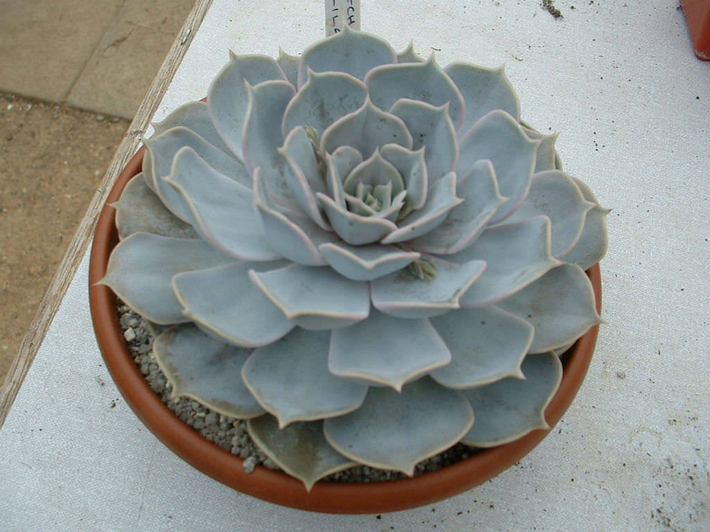 25  Echeveria lilacina Seeds,Ghost echeveria Seeds,Mexican hens and chicks Seeds,