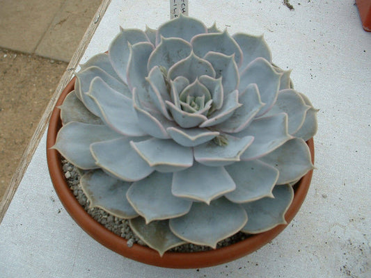 25  Echeveria lilacina Seeds,Ghost echeveria Seeds,Mexican hens and chicks Seeds,