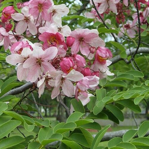 20 Cassia Grandis Seeds , Coral Shower Seeds, Pink Shower Tree Seeds