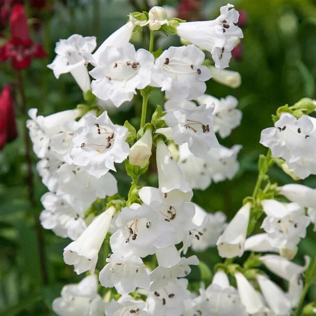 20 Penstemon White Bedder Seeds, Hardy  Perennial Plant, Beard tongue Flower Seeds