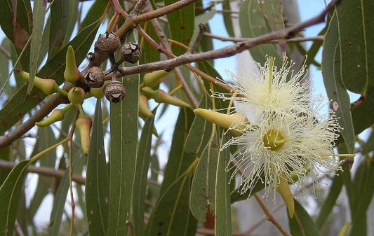 100 Eucalyptus citriodora Seed  ,lemon gum eucalyptus Seeds ,Corymbia citriodora Seeds