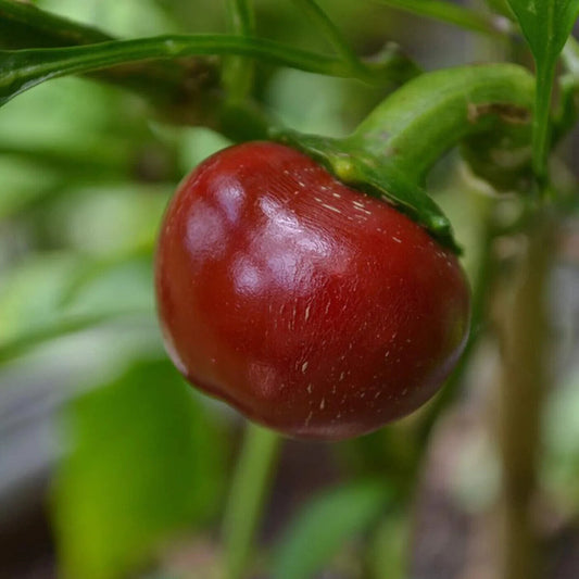 50 Cherry Pepper Seeds, Dalle Khursani Seeds, Hot pepper Seeds, Exotic Pepper  Seeds