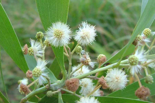 100 Acacia melanoxolyn Seeds, Australian Blackwood, Sally Wattle