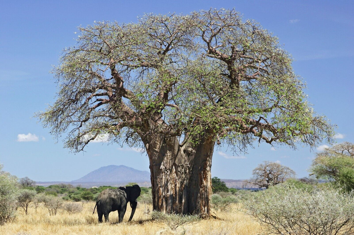 25 Adansonia digitata Seeds,  African  Baobab Seeds . Good For Bonsai