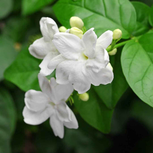 5 Jasminum sambac Plants , Arabian Jasmine Live Plants, With  Phytosanitary certificates & Shipping Worldwide
