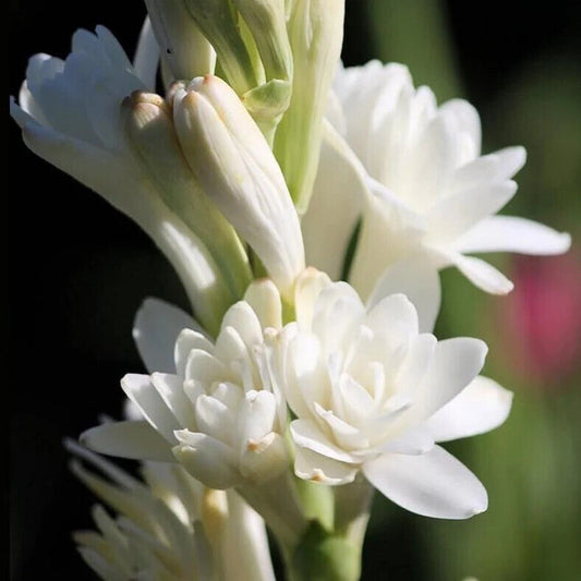 2 Polianthes tuberosa Bulbs , Double Flowering Tuberose Bulbs, Polyanthus lily Bulbs,