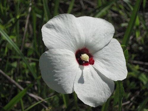 25 Abelmoschus ficulneus Seeds, White Wild Musk Mallow, White Musk Mallow