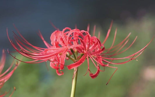 2 Lycoris radiata Bulbs,Red spider lily,Red magic lily Bulbs, Exotic Flower Bulb