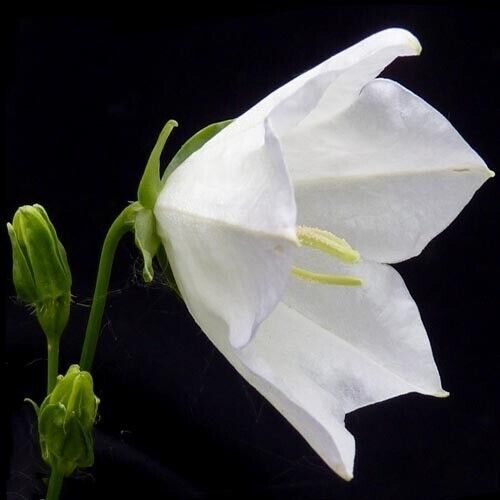 25 Adenophora persicifolia Seeds, Campanula persicifolia Seeds, White Lady bell