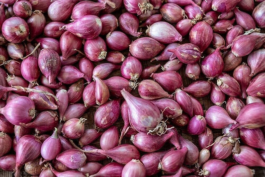 100 Sambar Onion Seeds, Pink Onion Small , Small Red Onions ,Shallots Seeds