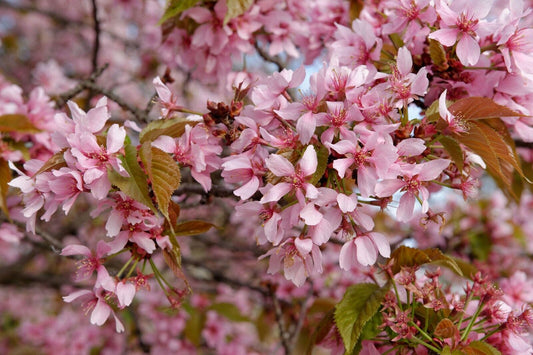 15 Japanese Flowering Cherry Tree Seeds .Prunus serrulata Seeds. Sakura  Cherry Seeds