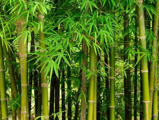 200 Male Bamboo Seeds, Solid Bamboo Seeds, Dendrocalamus strictus Seeds