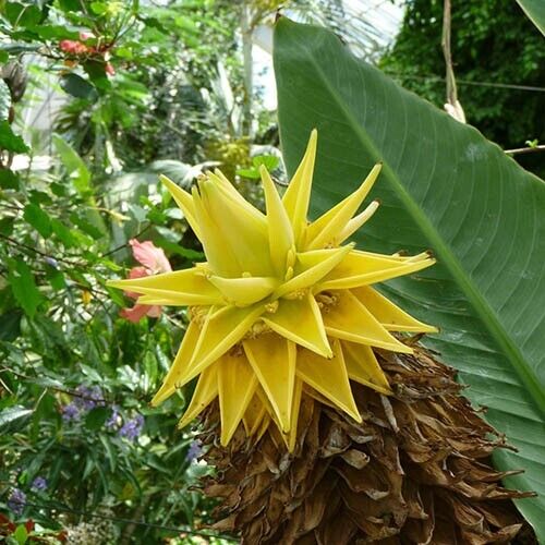 20 Musella lasiocarpa Seeds,  Chinese dwarf banana , golden lotus banana Seeds