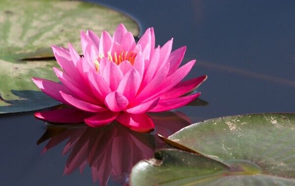 15 Nelumbo nucifera ,Red  Lotus, Sacred lotus, Simply lotus Seeds