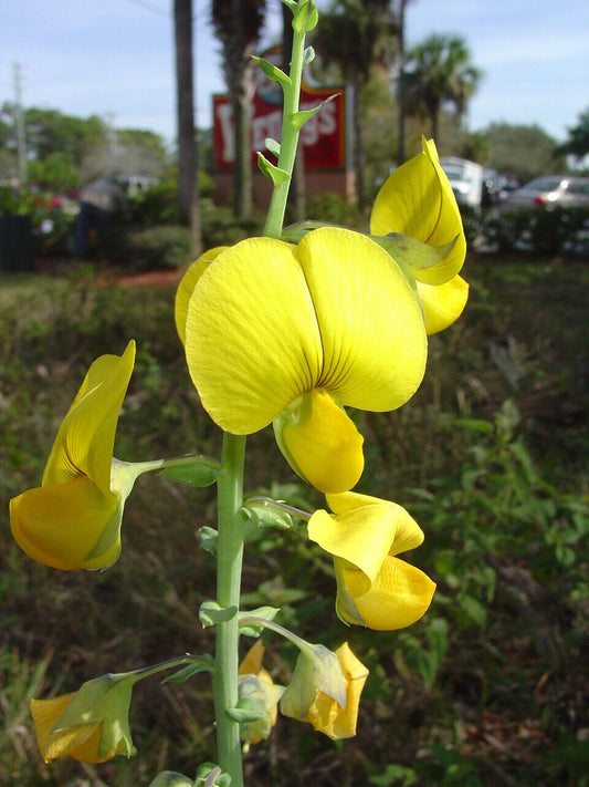 20 Crotalaria spectablis Seeds, Showy Rattlepod, Greater rattlepod, Crotalaria Seeds