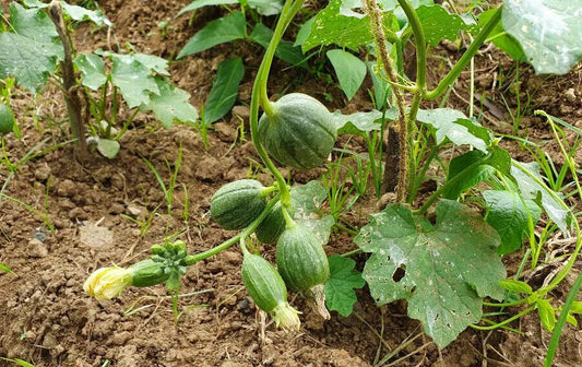 20 Cluster Sponge gourd Seeds, Non-Hybrid, Open Pollinated Seeds,  Exotic Seeds