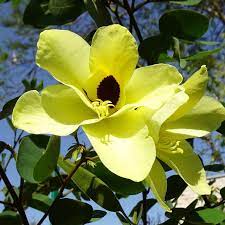 25 Bauhinia tomentosa Seeds, Yellow Orchid Tree Seeds , Yellow Bell Bauhinia Seeds,