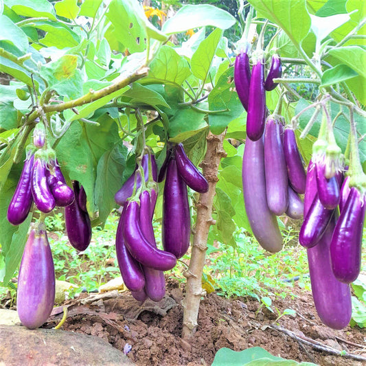 100 Purple cluster Brinjal Non-Hybrid,  , Non-GMO, Eggplant Seeds, Non-Gmo Seeds